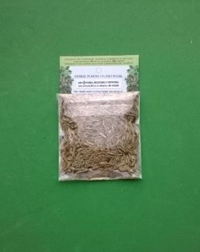 Mostrar detalles para Hierba Cola de caballo Imagen de Hierba Cola de caballo
