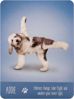 Imagen de yoga dogs deck & book set