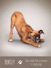 Imagen de yoga dogs deck & book set